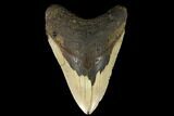 Fossil Megalodon Tooth - North Carolina #124389-1